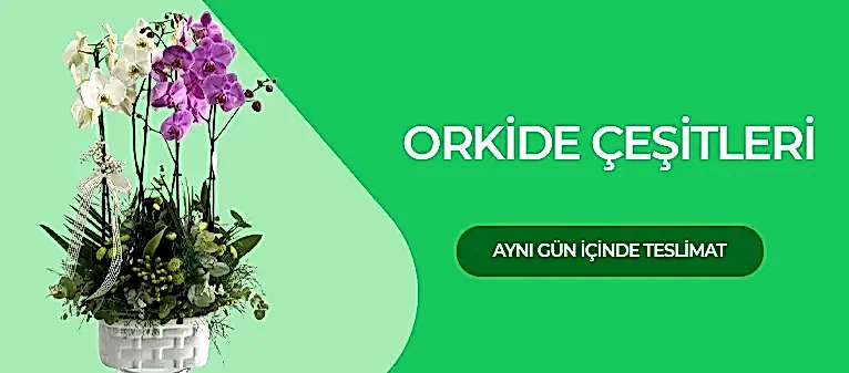 Orkide Çiçek - Orkide Fiyatları