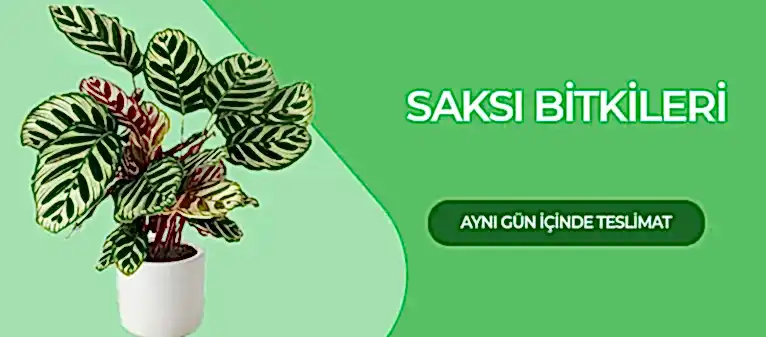 Saksı Çiçekleri