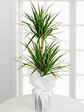 Saksıda 2 Gövdeli Dracena Marginata 100 cm