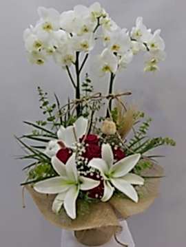 Kırmızı Gül Lilyum Orkide Aranjmanı