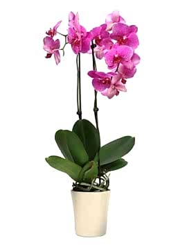 Fuşya Orkide 2 Dallı