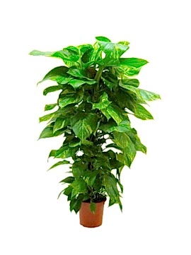 Saksıda Patos 1 Metre