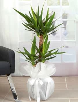 2 Gövdeli Yuka ( Yucca ) 110 cm