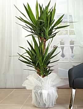 3 Gövdeli Yuka ( Yucca ) Saksı Çiçeği 140 cm