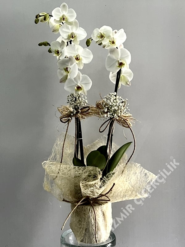 2 Dal Beyaz Orkide