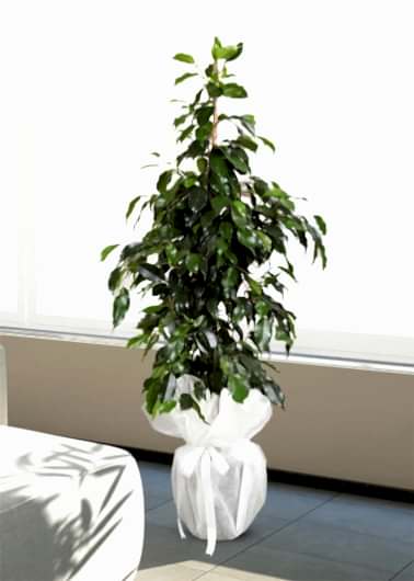 Ficus Benjamin 90 cm