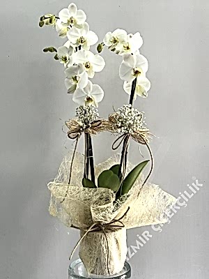 2 Dal Beyaz Orkide