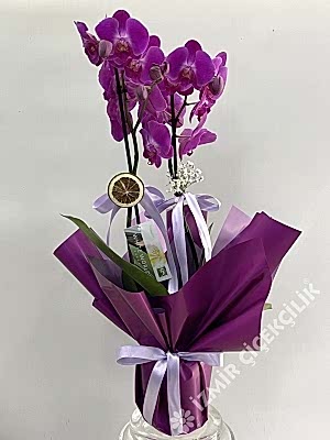 2 Dallı Mor Orkide Mor Ambalajlı