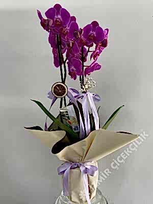 2 Dallı Mor Orkide