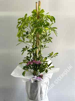 3 Dallı Şeflera (Schefflera) 120 cm