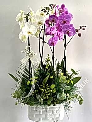 4 Dal Beyaz Lila Orkide