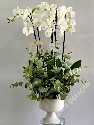 5 Dal Beyaz Orkide Aranjmanı