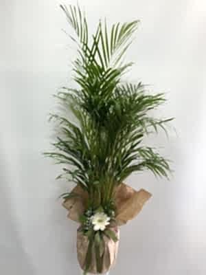 Areka Palmiyesi 120 cm