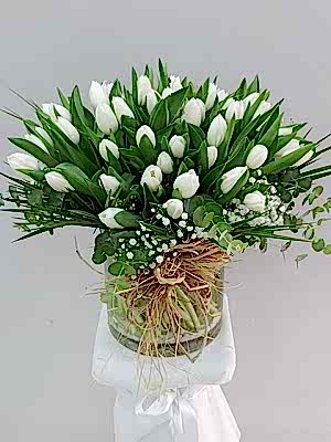 Vazoda 50 Beyaz Lale