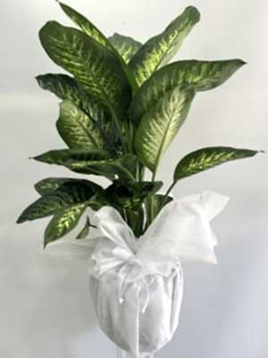 Difenbahya Tropic Snow 100 - 120 cm