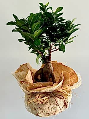 Ficus Bonsai 40 - 50 cm