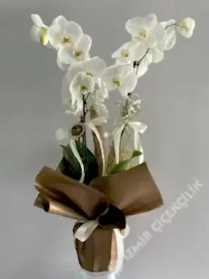 2 Dallı Beyaz Orkide Kahverengi Ambalajda