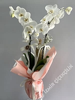 2 Dallı Beyaz Orkide Pembe Ambalajlı
