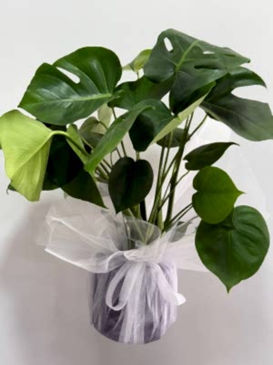 Saksıda Deve Tabanı ( Monstera ) 65 cm