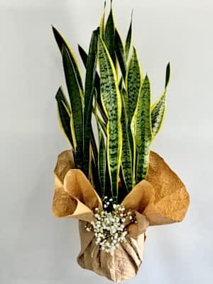 Kılıç Çiçeği ( Sansevieria Trifasciata - Paşa Kılıcı ) 80 cm