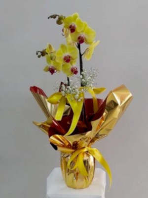 İthal 2 Dallı Sarı Orkide
