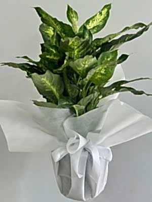 Difenbahya ( Dieffenbachia Tropic Snow ) 60 cm