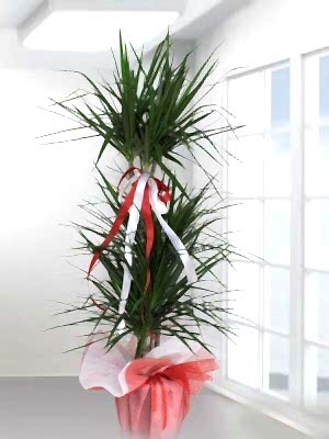 3 Kollu Dracena Marginata 140 cm